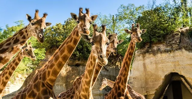 photo  le bioparc de doué-la-fontaine est une référence en france en matière de sauvegarde de la biodiversité dans le monde  &copy;  bioparc 