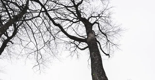 photo  avezé. « une naissance, un arbre » : avezé signe  &copy;  denis lambert 