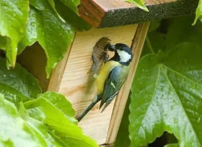 photo  apprenez à fabriquer un nichoir pour offrir le gîte aux oiseaux.  &copy;  archives le maine libre 