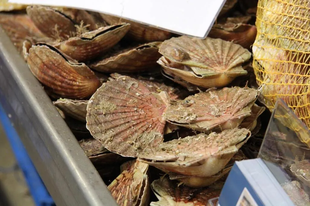 La fête de la coquille 2022 est programmée à SaintQuayPortrieux