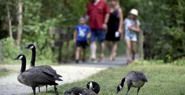 photo  censé ouvrir ce week-end, le parc ornithologique n’a pas obtenu le feu vert de la préfecture, au grand dam de la famille hervouet. mais l’embarcadère du site reste ouvert.  &copy;  archives co – benoit felace 