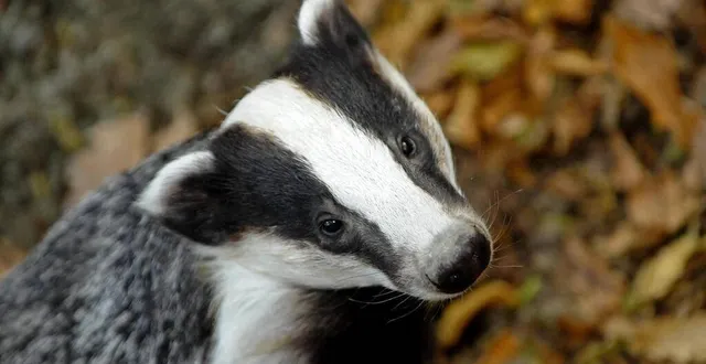 photo  un arrêté préfectoral va prévoir l’abattage de 44 blaireaux à proximité de ménil-hubert-sur-orne.  &copy;  archives thierry creux / ouest-france 