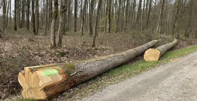 photo  ces deux chênes âgés de 120 ans ont été abattus en mars.  &copy;  val-au-perche 
