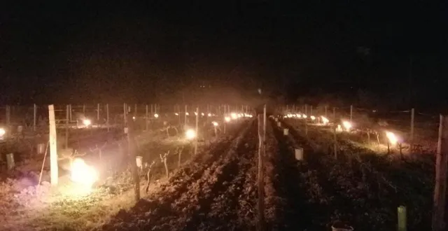 photo  l’allumage de bougies spécifiques permet un gain de 2 degrés au niveau des vignes.  &copy;  amandine fresneau 