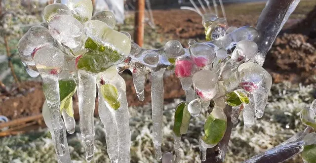 photo  les 18 hectares de pommiers sont protégés des gelées nocturnes par aspersion d’eau qui forme une pellicule de glace autour du bourgeon, où ainsi il ne fait jamais moins de 1°.  &copy;  pierre leroy 
