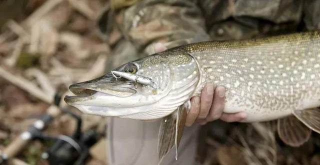 photo  à partir du samedi 24 avril 2021, la pêche au brochet sera à nouveau autorisée.  &copy;  photo archives le maine libre-herve petitbon 