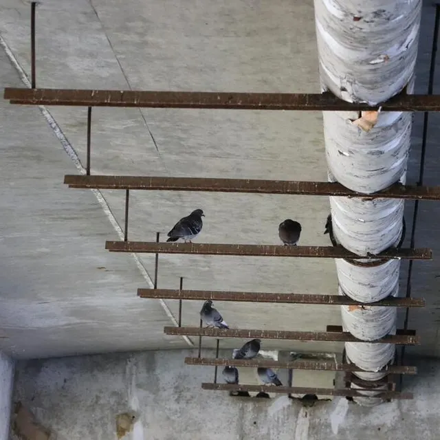 photo les fientes de pigeons ont contribué à détériorer l’ouvrage.  ©  ouest-france