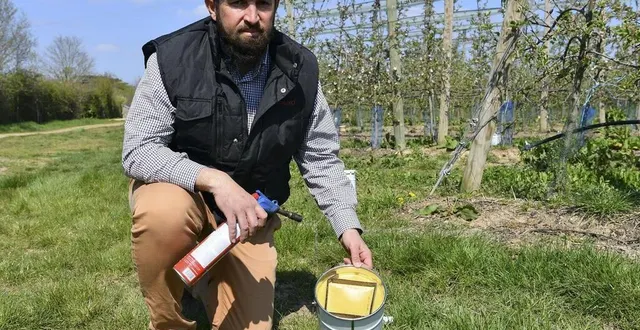 photo  chenu, mardi 13 avril 2021. romain tessier ici dans l’une de ses parcelles. ces dernières nuits, des milliers des bougies y ont été allumés.  &copy;  photo le maine libre-yvon loue 