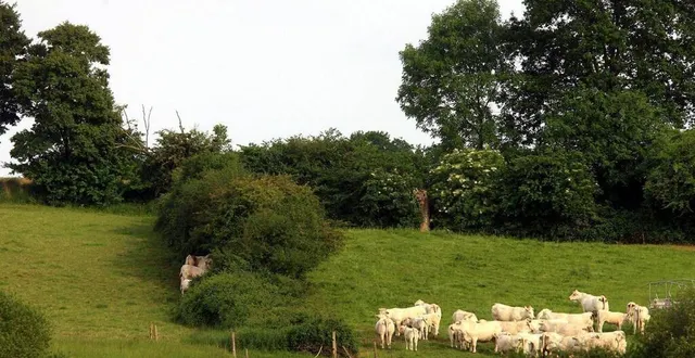 photo  le futur plan entend préserver les haies bocagères.  &copy;  archives le maine libre – hervé petitbon 
