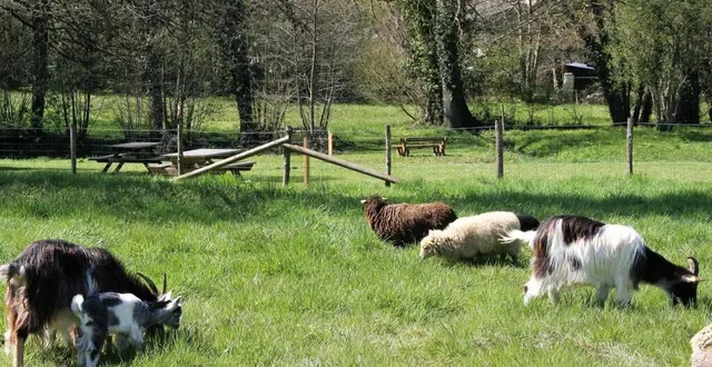 photo  a peine arrivés, les chèvres et moutons se sont mis au travail.  &copy;  le maine libre 