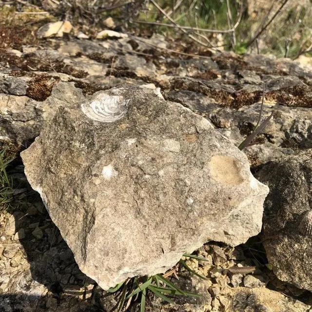 photo on peut voir des fossiles dans la carrière des sablonnettes.  ©  ouest-france