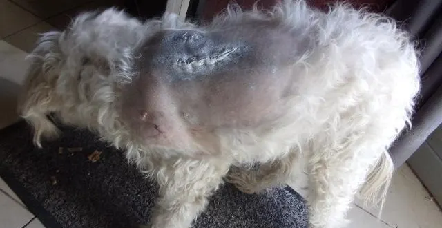 photo  le petit bichon maltais a été blessé par deux plombs.  &copy;  le maine libre 