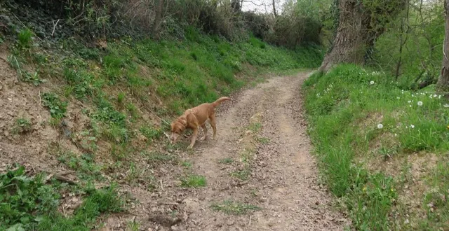 photo  sur le chemin en vallon de la fresnaye, on accède à la rivière l’erve.  &copy;  ouest-france 