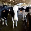 photo  des vaches laitières de la race prim’holstein, dans un élevage. 