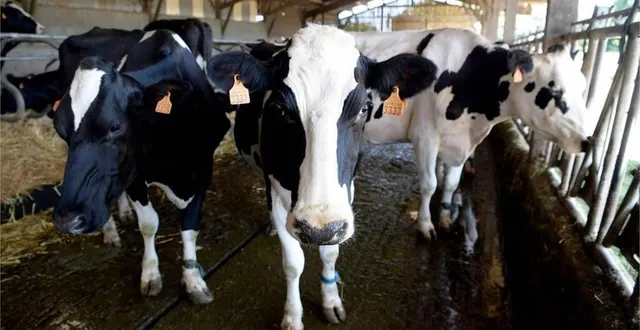 photo  des vaches laitières de la race prim’holstein, dans un élevage.  &copy;  archives ouest-france 