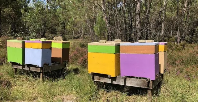 photo  les ruches du gaec dugué ont la particularité d’être toutes colorées.  &copy;  gaec dugué 