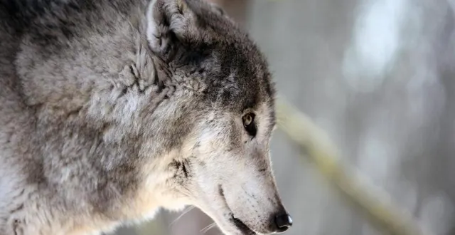photo  le loup est passé tout près de la sarthe il y a quelques mois. est-il entré dans le département ? le fera-t-il ? l’hypothèse est tout à fait plausible.  &copy;  photo archives co 