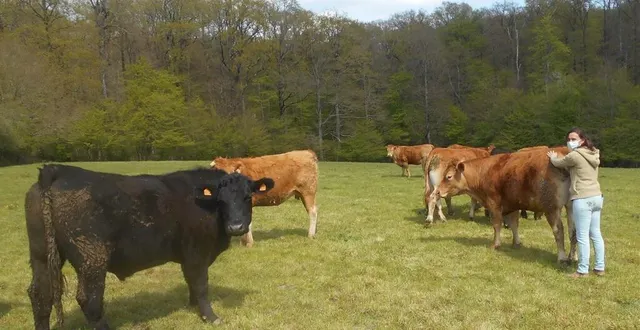 photo  émilie avec son troupeau. au premier plan, un bovin écossais.  &copy;  ouest-france 