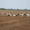 photo  une trentaine de cigognes s’est posée dans un champ de mareil-sur-loir, dimanche 25 avril 2021. 