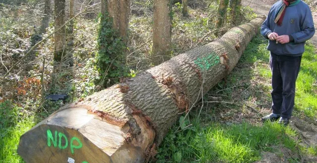 photo  le chêne de 16 m de long abattu sur la propriété de mgr maurice de germiny servira à la rénovation de notre-dame.  &copy;  ouest-france 