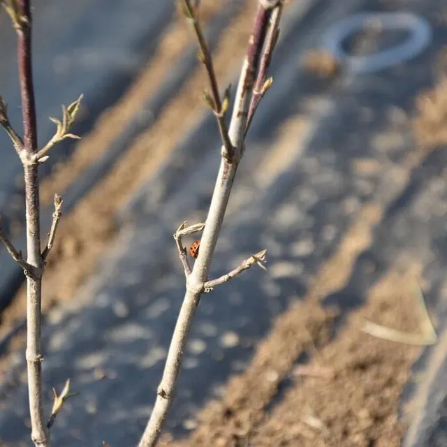 photo la biodiversité est déjà de retour grâce à la haie !  ©  ouest-france