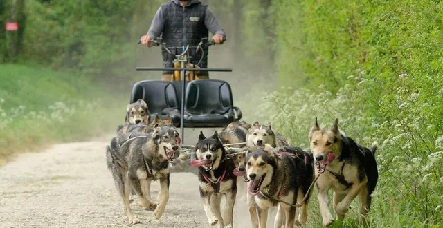 photo  les dix chiens du musher françois richard s’en donnent à cœur joie sur les chemins blancs de la vallée de la sèvre.  &copy;  co 