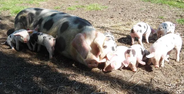 photo  huit porcelets sont nés fin mars à l’arche de la nature, au mans.  &copy;  photo arche de la nature 