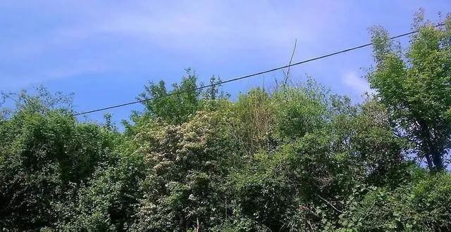 photo  pour ne pas gêner le déploiement de la fibre, les branches doivent être dégagées d’au moins un mètre.  &copy;  archives ouest-france 