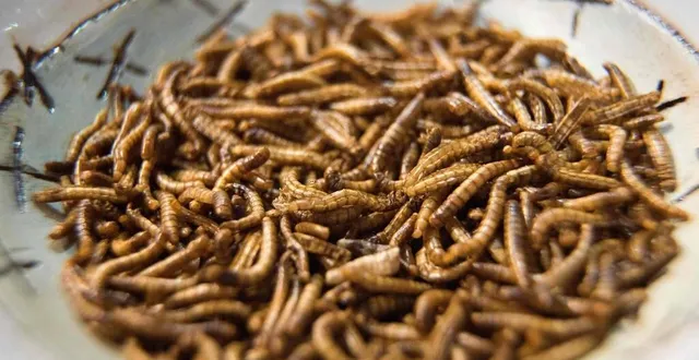 photo  un plat de vers de farine, le 17 juillet 2019, servi par un restaurant du cap, en afrique du sud.  &copy;  rodger bosch / afp 