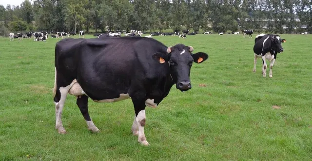 photo  l’office du tourisme proposera des après-midi à la ferme, notamment à la découverte des vaches laitières.  &copy;  archives le maine libre 