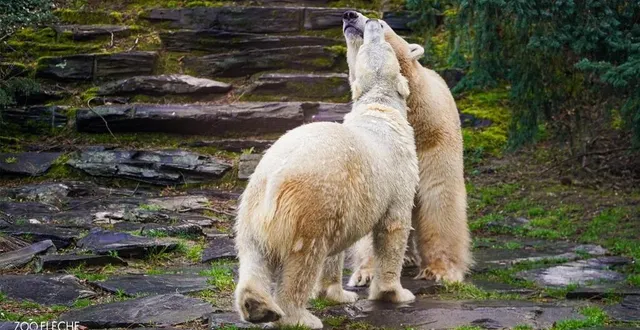photo  la découverte des nouveaux ours polaires aron et quintana sera une des attractions de la saison.  &copy;  zoo de la flèche 