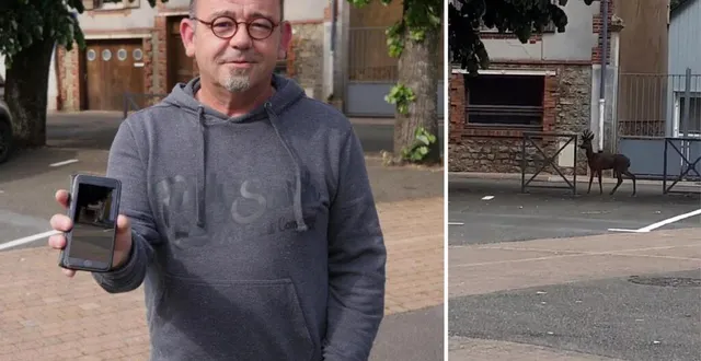 photo  anthony dubois a eu une drôle de rencontre avec ce chevreuil, mercredi 5 mai 2021.  &copy;  le maine libre - dr 