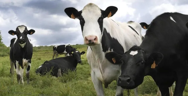 photo  165 élevages bovins laitiers sont à transmettre d’ici 2024 dans la région normandie.  &copy;  archives ouest-france 