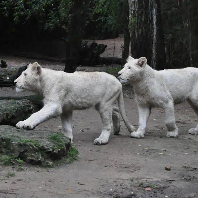photo tankwa et yôko, les derniers de jabu.  ©  le maine libre