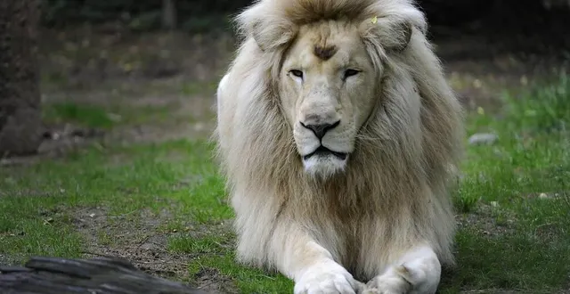 photo  jabu, le lion blanc du zoo de la flèche, est mort.  &copy;  archives ouest-france 