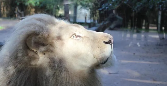 photo  le lion blanc jabu est mort.  &copy;  archive le maine libre 