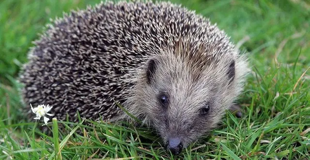 photo  le hérisson est devenu indésirable en nouvelle-zélande.  &copy;  photo : thierry creux / ouest-france 