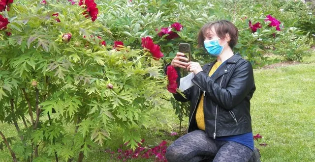 photo  « la ténébreuse » est une pivoine arbustive créée par michel rivière. elle fait partie des plus admirées pour sa délicatesse et la rareté de sa forme dans cette catégorie.  &copy;  le maine libre 