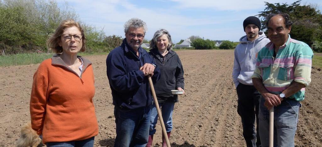 Variétés de blé les plus semées en France