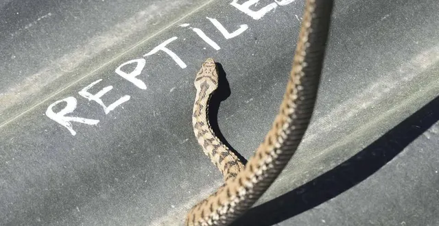 photo  couleuvre ou vipère ? vous apprendrez à les reconnaître grâce au stage proposé par l’arche de la nature.  &copy;  archives le maine libre – hervé petitbon 