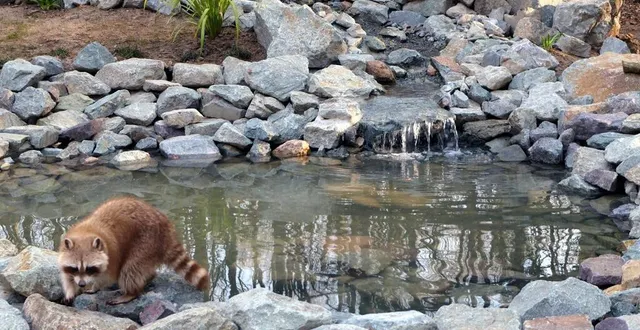 photo  le nouvel enclos des ratons laveurs.  &copy;  le maine libre 