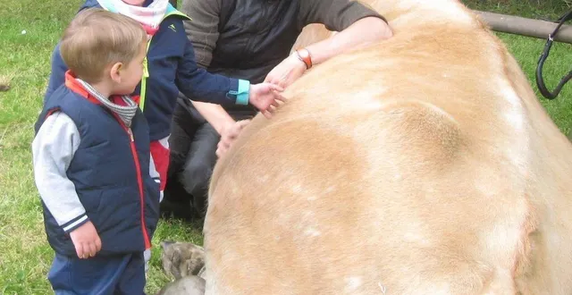 photo  première sortie d' ibull, boeuf jersiais, âgé de 7 ans, qui se prête à l’approche caressante des enfants, premier contact avant de se lancer dans l’aventure.  &copy;  ouest-france 