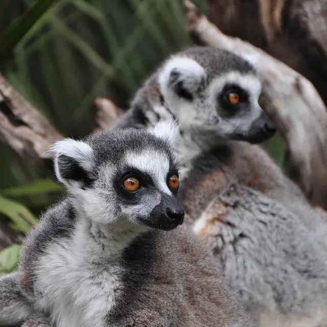photo les visiteurs n’étaient pas les seuls à attendre la réouverture du parc. les animaux aussi, comme les lémuriens, impatients de « grimper », sur une épaule accueillante…  ©  le maine libre