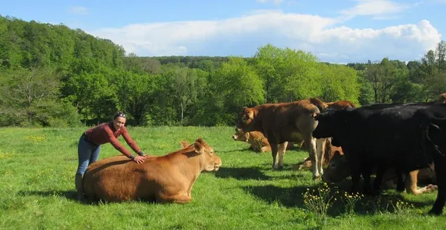 photo  à « l a ferme de vaulumier », émilie et antoine lanoiselée élèvent un troupeau de limousines et de black angus.  &copy;  le maine libre 