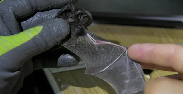 photo  dans l’un des ateliers, les participants pourront fabriquer un gîte à chauves-souris qu’ils pourront installer chez eux.  &copy;  archive le maine libre - yvon loué 
