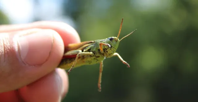 photo  stethophyma grossum est un criquet emblématique du marais du grand hazé.  &copy;  ouest-france 