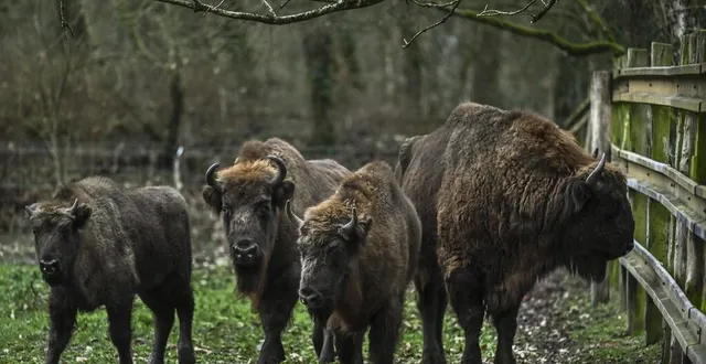 photo  le breil-sur-mérize, mardi 12 janvier 2021. quatre bisons vivent actuellement à pescheray : un mâle adulte né en 2016, deux femelles adultes nées en 2008 et en 2018 et une jeune femelle née en 2020.  &copy;  le maine libre – denis lambert 