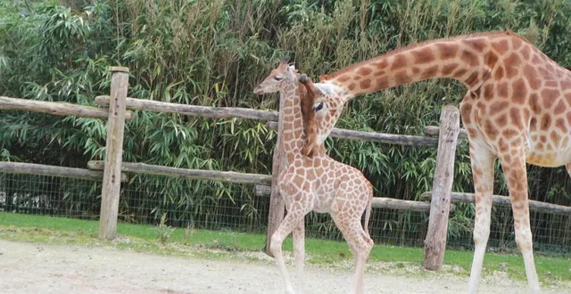 photo  kano est le fils d’uzul et de dioni.  &copy;  le maine libre 
