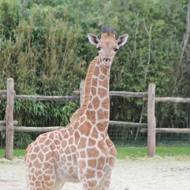 photo le girafon devrait quitter le zoo de la flèche d’ici 3 ans.  ©  le maine libre