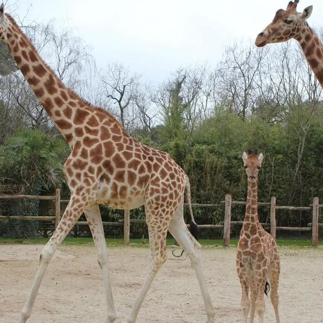 photo une savane devrait remplacer l’enclos actuel d’ici quelques années.  ©  le maine libre
